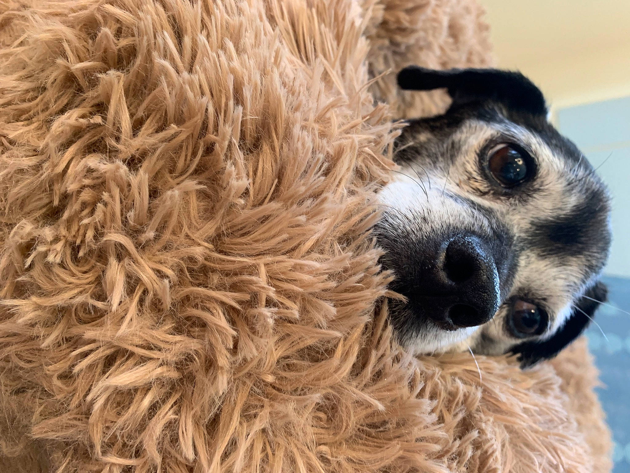 Gus Gus joined the competition — help win amazing prizes! canidae, carnivore, close_up, companion_dog, dog, dog_breed, dog_collar, fawn, fur, goggles, head, snout, sporting_group, sunglasses, terrestrial_animal, terrier, toy_dog, water_dog, whiskers, working_animal