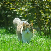 Bella joined the competition — help win amazing prizes! animal, blurred_background, bushes, cat, daylight, feline, fluffy, fur, garden, grass, greenery, mammal, nature, outdoor, pet, tail, tree, walking, whiskers, wildlife