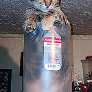 Tater Tot is registered to the contest to win money with this photo: animal, cat, cluttered, container, curious, ears, eyes, feline, funny, indoor, mischief, paws, peeking, pet, plastic, rubbermaid, tabby, table, translucent, whiskers