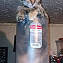 animal, cat, cluttered, container, curious, ears, eyes, feline, funny, indoor, mischief, paws, peeking, pet, plastic, rubbermaid, tabby, table, translucent, whiskers