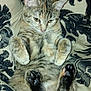 Tater Tot is registered to the contest to win money with this photo: animal, blanket, cat, closeup, comfort, cozy, cute, domestic, ears, feline, fur, indoor, lying_down, paws, pet, relaxed, resting, soft, tabby, whiskers