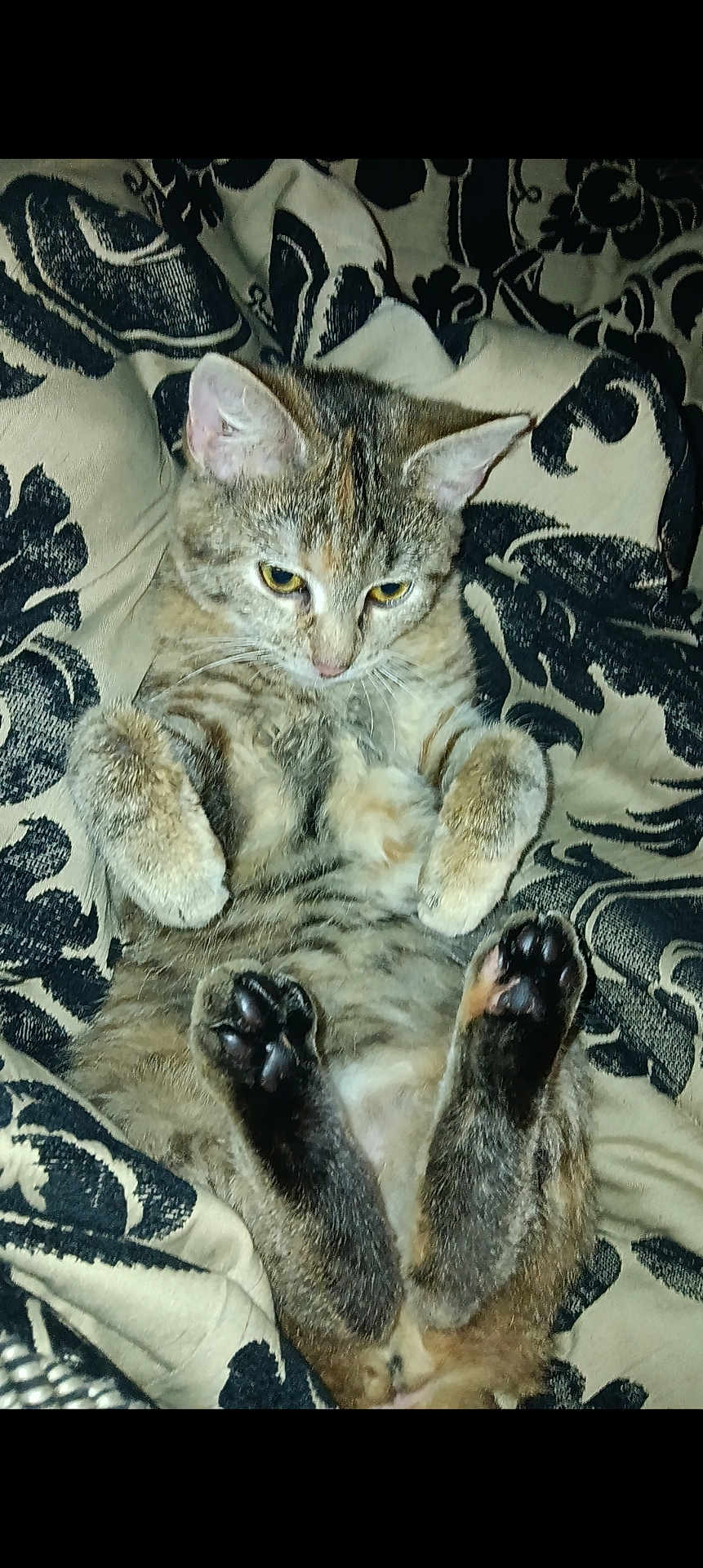 Tater Tot