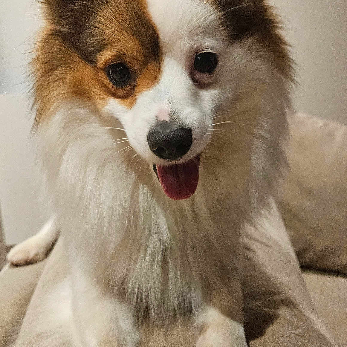 Luffy participe au concours pour gagner de l'argent avec cette photo : animal, canine, chihuahua, cockerspaniel, dog, eskimodog, papillon, pet, puppy