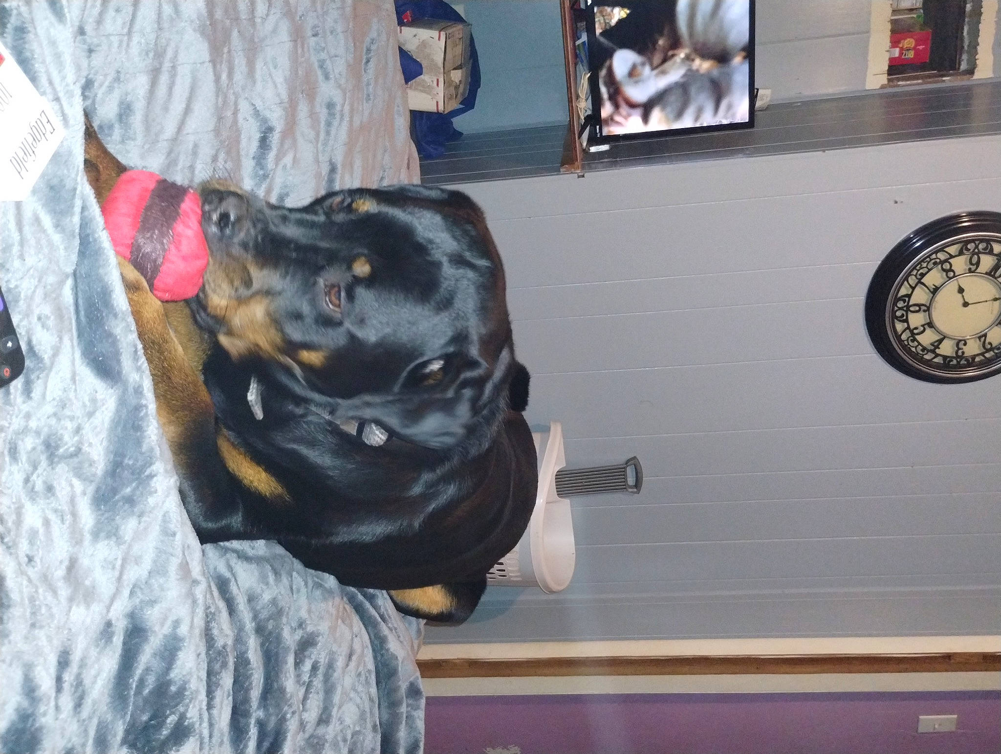 Dozer Diesel joined the competition — help win amazing prizes! automotive_exterior, carnivore, collar, companion_dog, display_device, dog, dog_breed, dog_collar, dog_supply, fawn, guard_dog, machine, personal_protective_equipment, rottweiler, sporting_group, television, television_set, vehicle_door, working_animal, working_dog