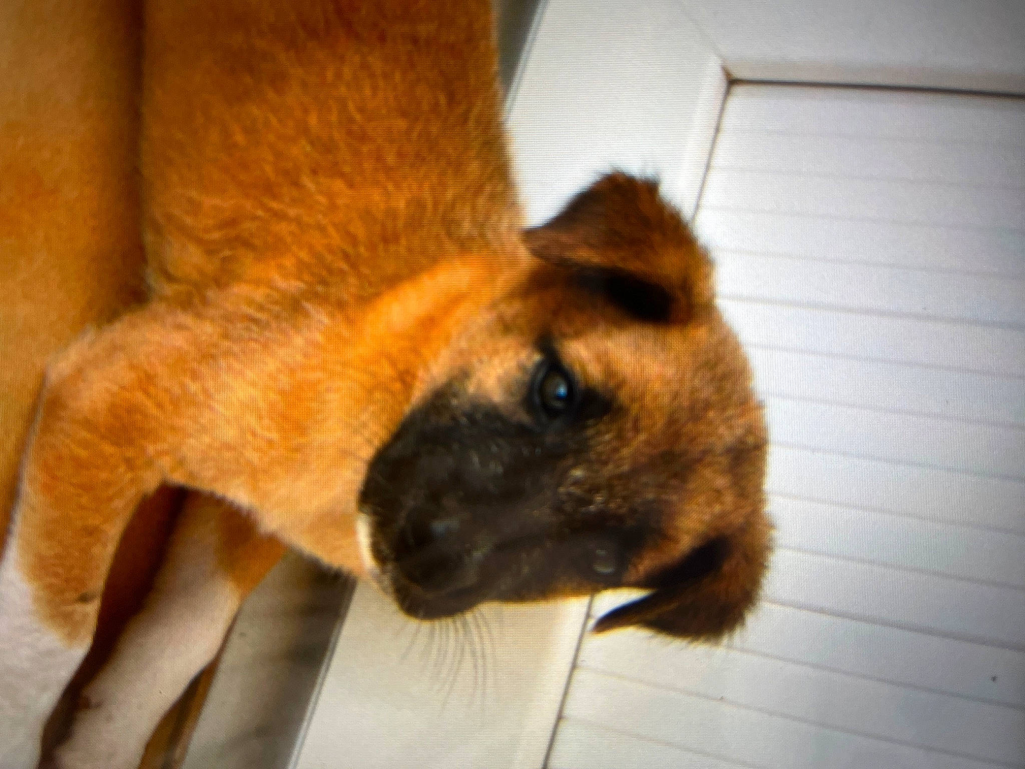 Dox participe au concours pour gagner de l'argent avec cette photo : canidae, carnivore, claw, companion_dog, dog, dog_breed, fawn, flooring, fur, hardwood, human_leg, paw, snout, sporting_group, tail, terrestrial_animal, whiskers, wood, working_animal, working_dog