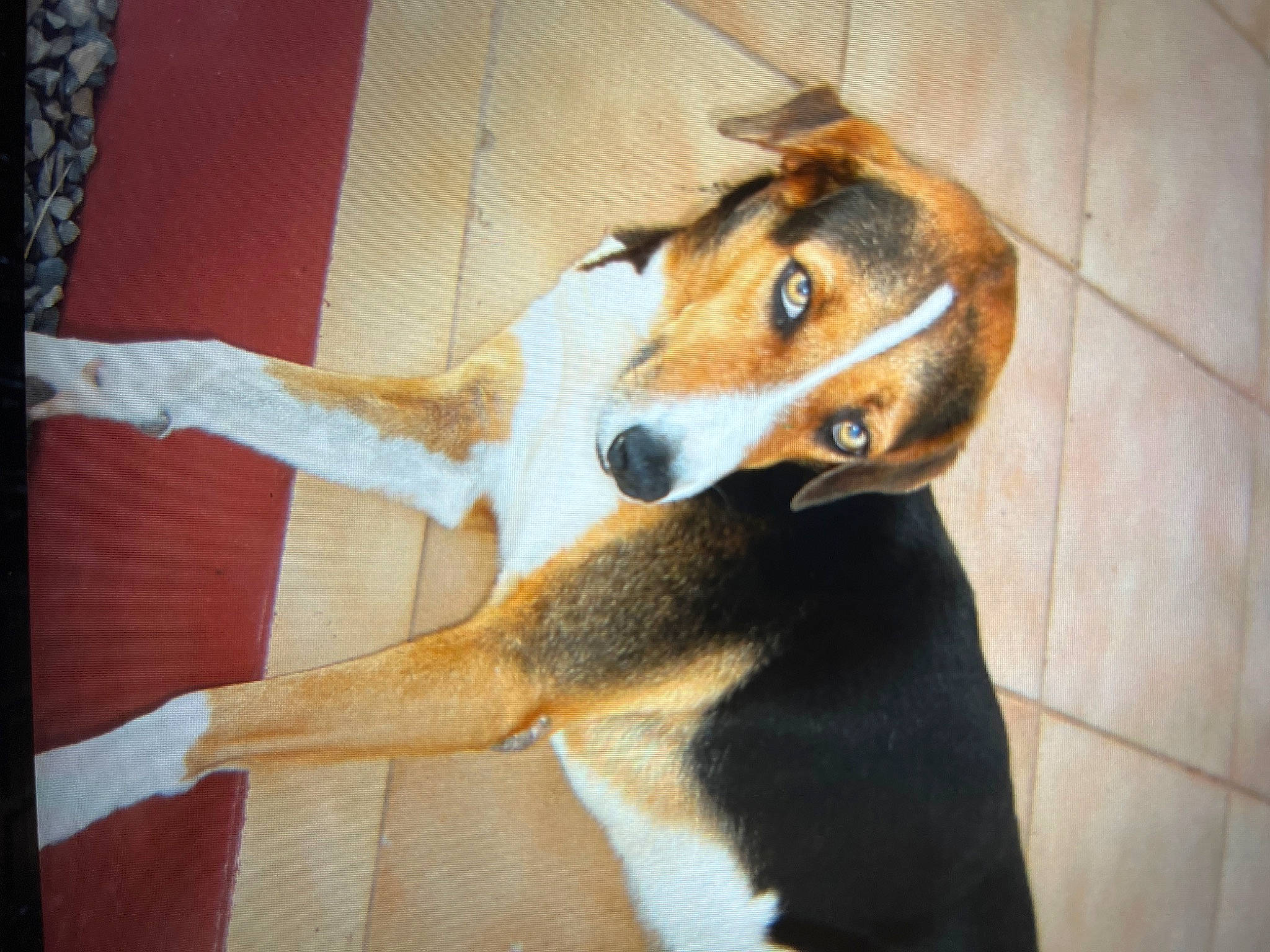 Baloo a rejoint le concours — aidez-le/la à gagner de superbes lots ! beagle, canidae, carnivore, companion_dog, dog, dog_breed, fawn, flooring, fur, hound, paw, scent_hound, snout, sporting_group, street_dog, tail, terrestrial_animal, whiskers, working_animal, working_dog