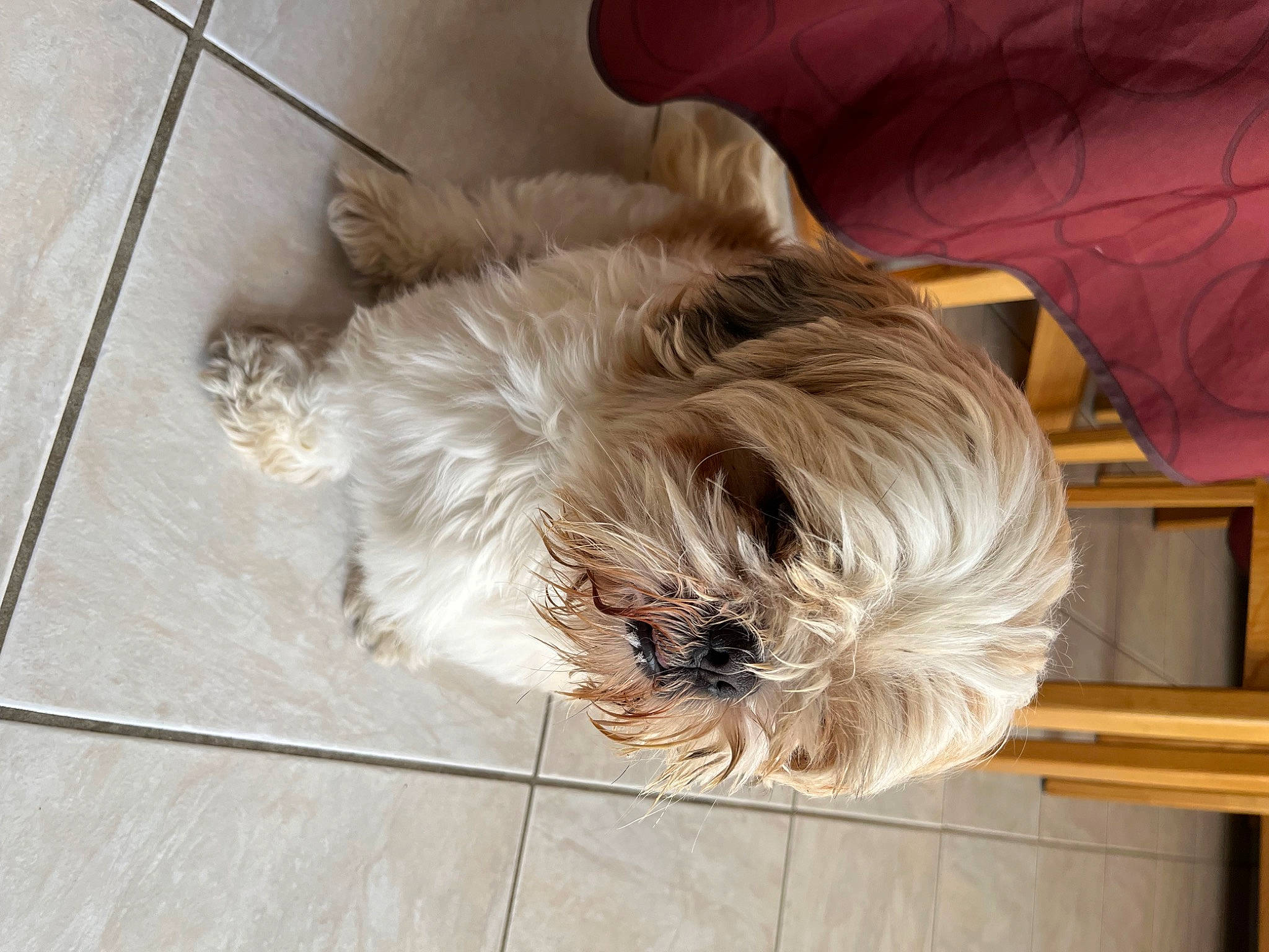 Cookie participe au concours pour gagner de l'argent avec cette photo : canidae, carnivore, companion_dog, dog, dog_breed, dog_supply, fawn, felidae, flooring, fur, hardwood, liver, shih_tzu, small_terrier, snout, sporting_group, terrier, toy_dog, wood, working_animal