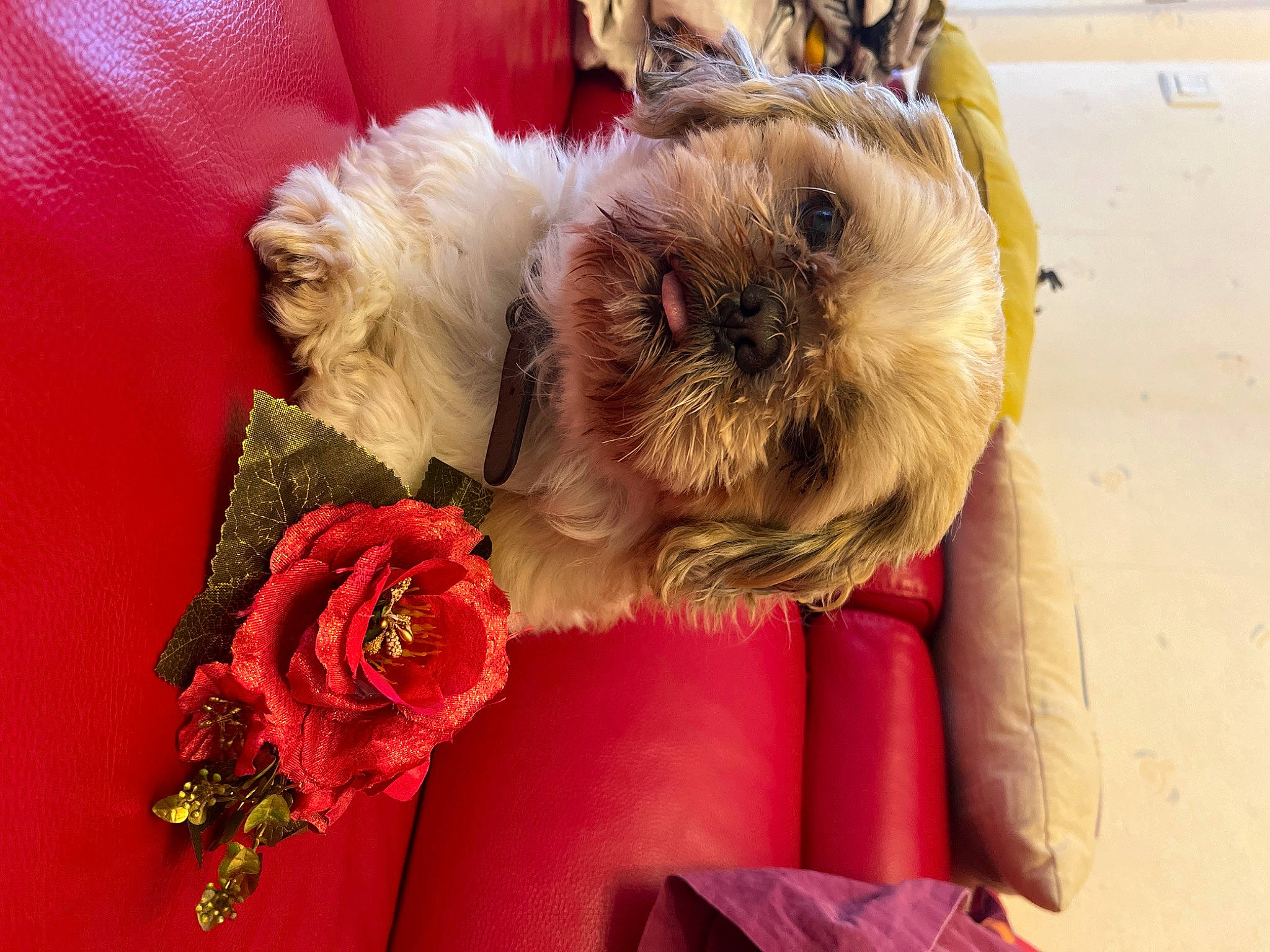 Cookie a rejoint le concours — aidez-le/la à gagner de superbes lots ! canidae, carnivore, collar, companion_dog, dog, dog_breed, dog_clothes, dog_supply, fawn, flower, fur, petal, puppy_love, small_terrier, snout, sporting_group, terrier, toy, toy_dog, working_animal