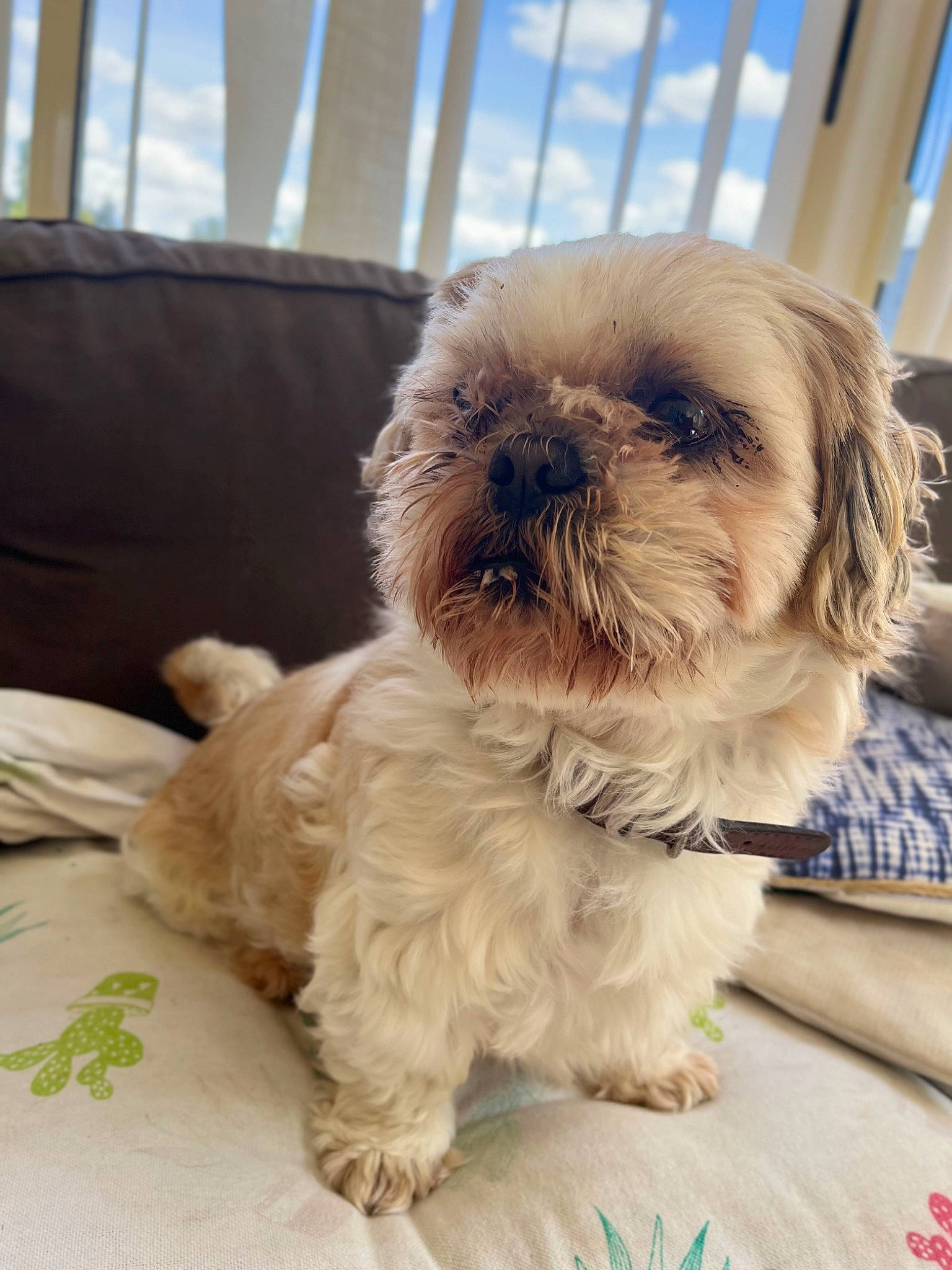 Cookie a rejoint le concours — aidez-le/la à gagner de superbes lots ! canidae, carnivore, companion_dog, dog, dog_breed, dog_supply, fawn, fur, liver, mal_shi, maltepoo, shih_poo, shih_tzu, sky, small_terrier, snout, sporting_group, terrier, toy_dog, working_animal