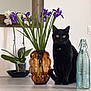 black_cat, cat, flower_vase, purple_flowers, glass_bottle, indoor, tabletop, houseplant, mirror, green_leaves, decor, pet, feline, still_life, modern_interior, kitchen_counter, domestic_animal, plant_pot, ornamental_plants, table