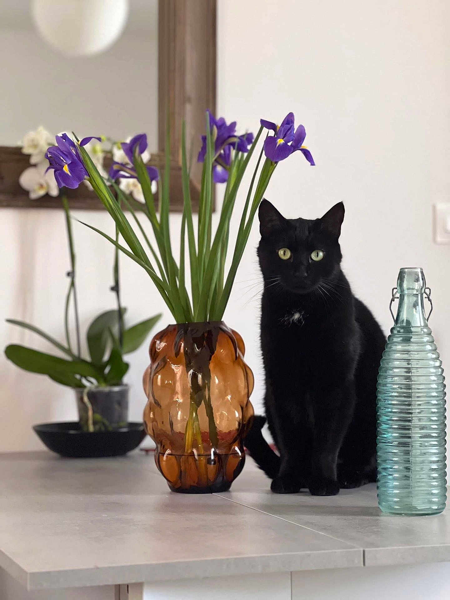 Opium participe au concours pour gagner de l'argent avec cette photo : black_cat, cat, flower_vase, purple_flowers, glass_bottle, indoor, tabletop, houseplant, mirror, green_leaves, decor, pet, feline, still_life, modern_interior, kitchen_counter, domestic_animal, plant_pot, ornamental_plants, table