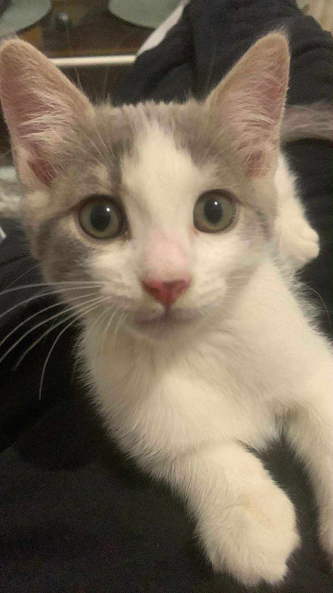 Apple a rejoint le concours — aidez-le/la à gagner de superbes lots ! kitten, cat, close_up, pet, feline, whiskers, fur, cute, animal, young, gray, white, indoor, lying, looking, face, ears, paws, domestic_cat, curious