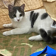 Apple participe au concours pour gagner de l'argent avec cette photo : cat, burlap_sack, gray_and_white_cat, indoor, curious, pet, animal, fabric, texture, blue_strap, feline, resting, floor, closeup, domestic_cat, whiskers, tail, ears, playful, cozy