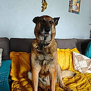 Shanga participe au concours pour gagner de l'argent avec cette photo : dog, canine, pet, sitting, couch, blanket, yellow, brown, fur, collar, indoor, home, wall, decor, painting, furniture, relaxed, animal, companion, portrait