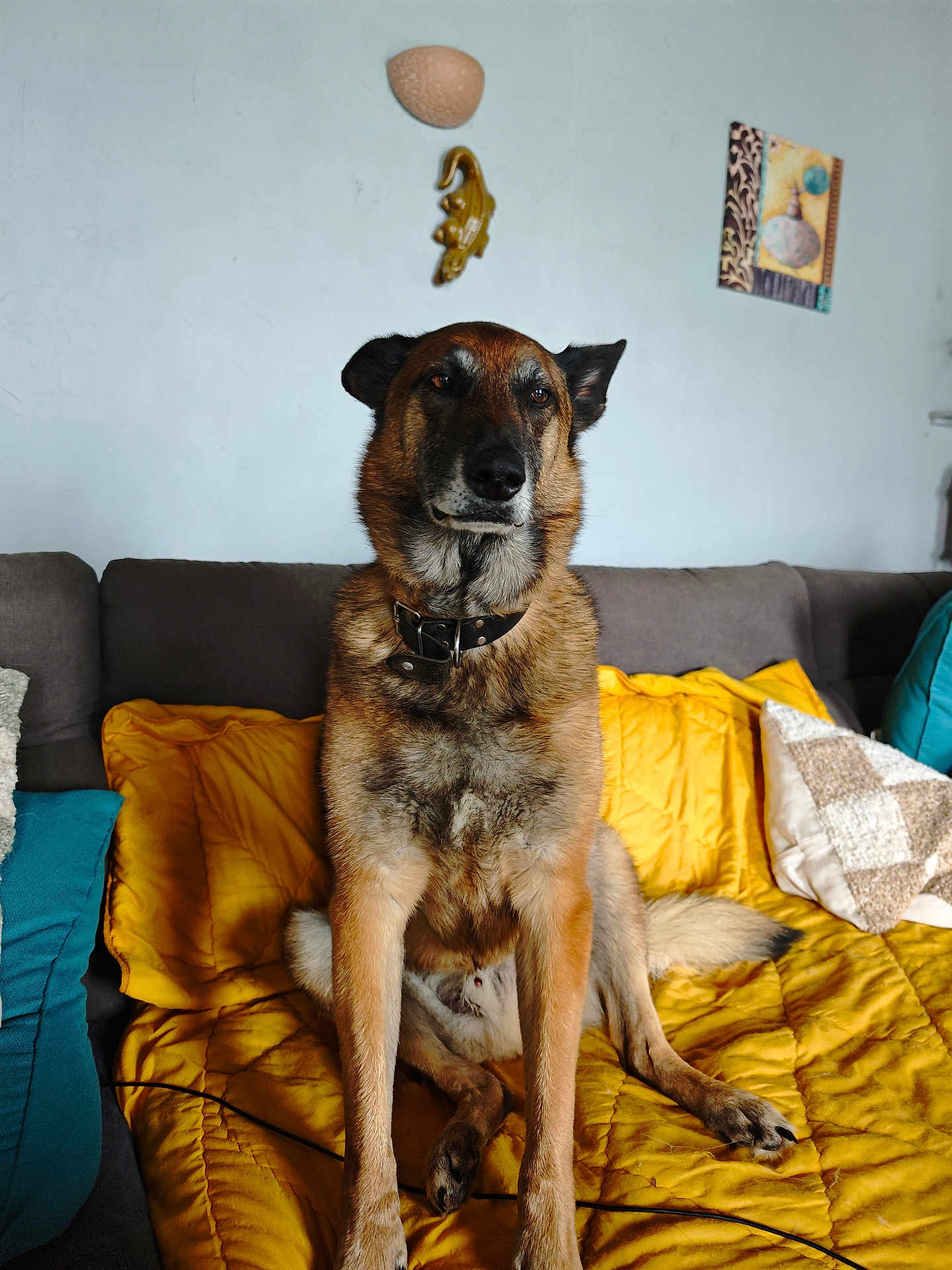 Shanga participe au concours pour gagner de l'argent avec cette photo : dog, canine, pet, sitting, couch, blanket, yellow, brown, fur, collar, indoor, home, wall, decor, painting, furniture, relaxed, animal, companion, portrait
