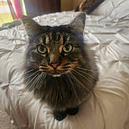 Samba joined the competition — help win amazing prizes! cat, tabby, green_eyes, whiskers, bed, bedroom, fur, pet, animal, indoor, curtain, soft_light, furniture, cozy, close_up, looking_up, fluffy, domestic_cat, mammal, cute