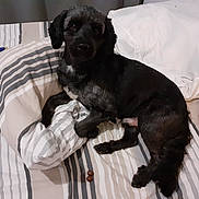Bob a rejoint le concours — aidez-le/la à gagner de superbes lots ! animal, bed, bedroom, blanket, canine, cockerspaniel, couch, cushion, dog, furniture, homedecor, hound, indoors, labradorretriever, linen, pet, pillow, pointer, puppy, room