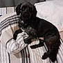 animal, bed, bedroom, blanket, canine, cockerspaniel, couch, cushion, dog, furniture, homedecor, hound, indoors, labradorretriever, linen, pet, pillow, pointer, puppy, room
