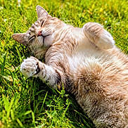 Bubbles joined the competition — help win amazing prizes! cat, animal, pet, outdoor, grass, sunlight, relaxed, fluffy, sleeping, closeup, nature, green, paw, cute, feline, mammal, resting, summer, calm, adorable