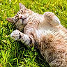 cat, animal, pet, outdoor, grass, sunlight, relaxed, fluffy, sleeping, closeup, nature, green, paw, cute, feline, mammal, resting, summer, calm, adorable