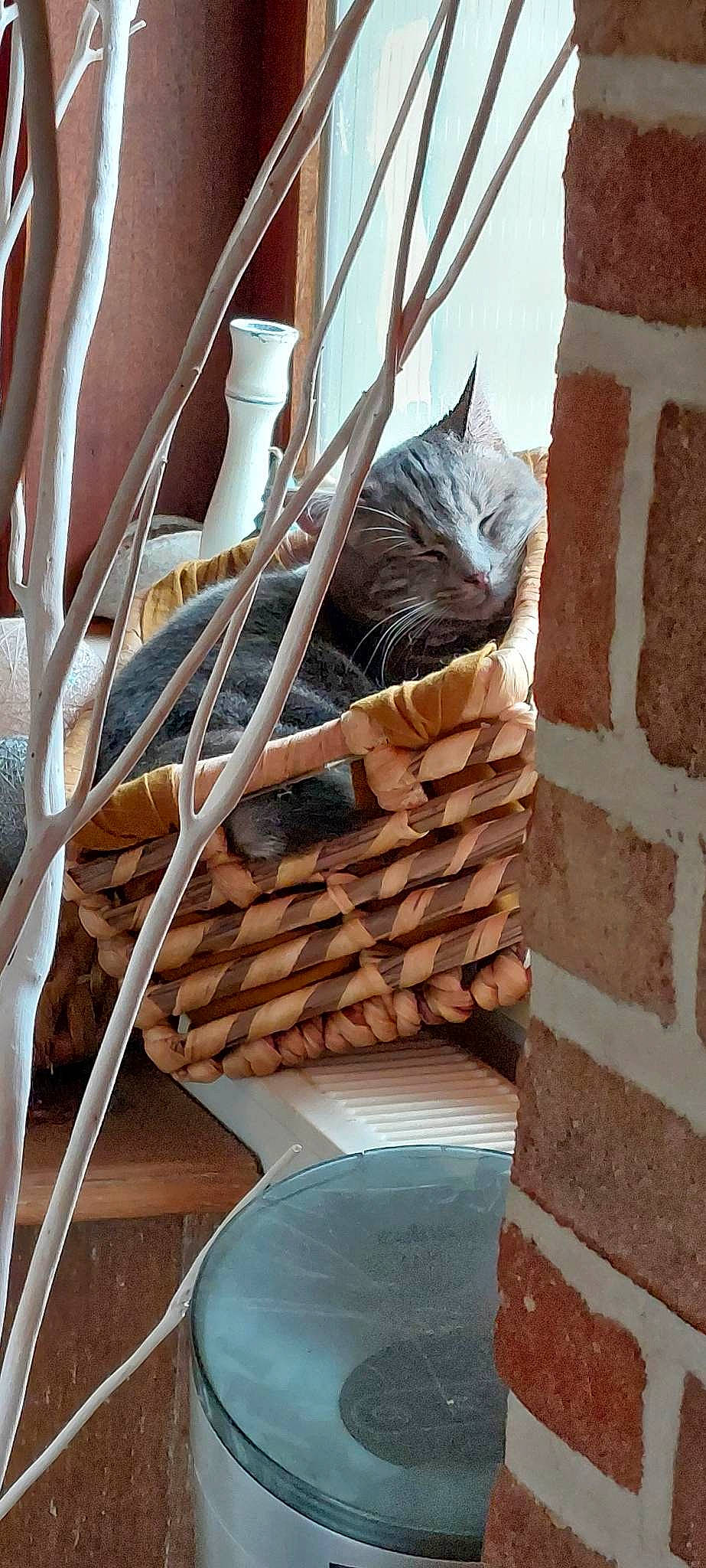 Moon a rejoint le concours — aidez-le/la à gagner de superbes lots ! basket, brick, brickwork, carnivore, cat, domestic_short_haired_cat, fawn, felidae, flooring, hardwood, hat, house, human_leg, outdoor_furniture, pattern, roof, small_to_medium_sized_cats, tail, whiskers, wood