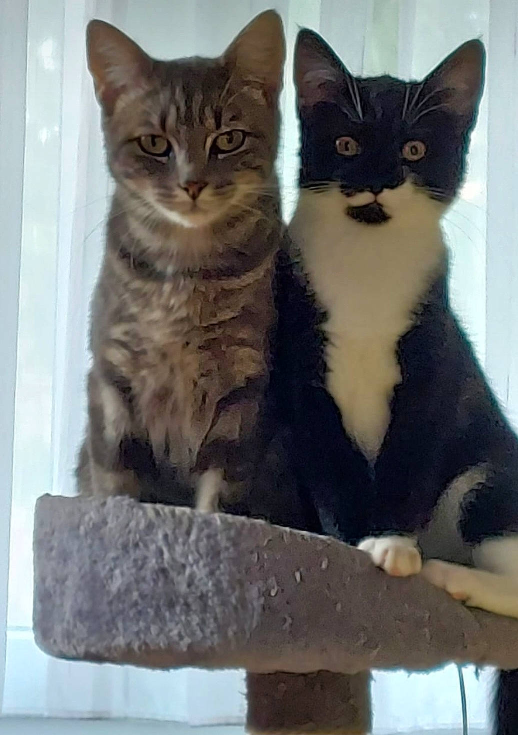 Moon participe au concours pour gagner de l'argent avec cette photo : box, carnivore, cat, domestic_short_haired_cat, felidae, fur, paw, photo_caption, rectangle, small_to_medium_sized_cats, snout, tail, whiskers