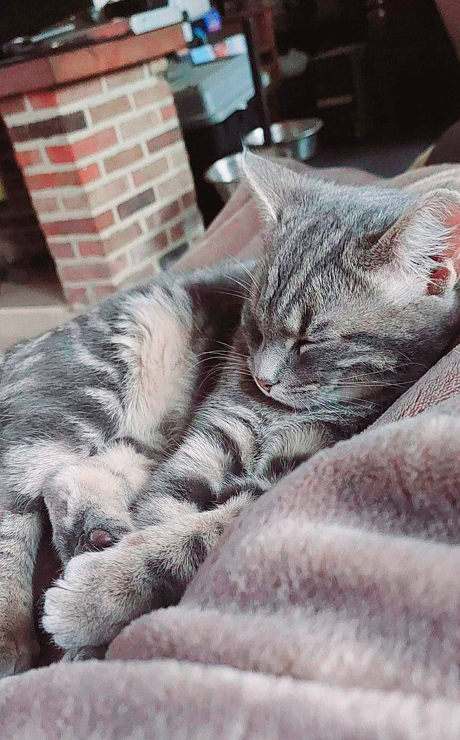 Moon a rejoint le concours — aidez-le/la à gagner de superbes lots ! carnivore, cat, claw, comfort, domestic_short_haired_cat, felidae, fur, grey, nap, paw, sitting, sleep, small_to_medium_sized_cats, snout, tail, terrestrial_animal, whiskers