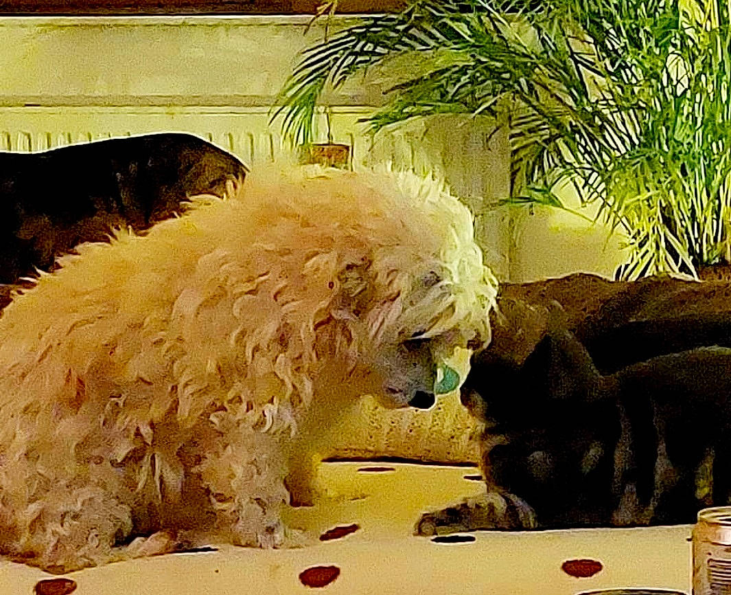 Moon participe au concours pour gagner de l'argent avec cette photo : art, canidae, carnivore, companion_dog, dog, dog_breed, fawn, felidae, fur, lion, paint, painting, plant, small_to_medium_sized_cats, snout, sporting_group, tail, terrestrial_animal, tree, working_animal