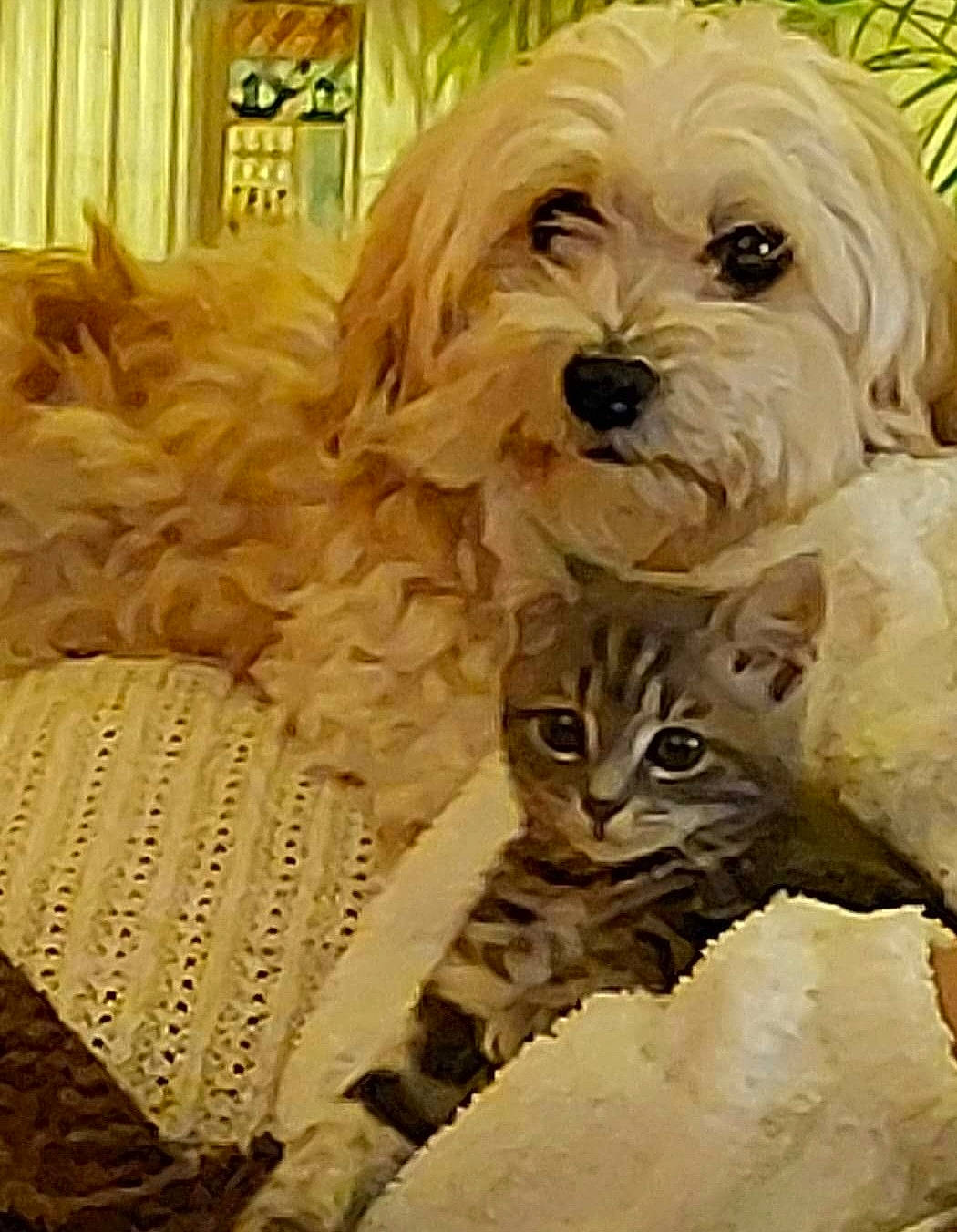 Moon participe au concours pour gagner de l'argent avec cette photo : canidae, carnivore, cat, companion_dog, dog, dog_breed, fawn, font, fur, liver, plant, snout, sporting_group, terrestrial_animal, terrier, toy_dog, whiskers, wood, working_animal, yorkipoo