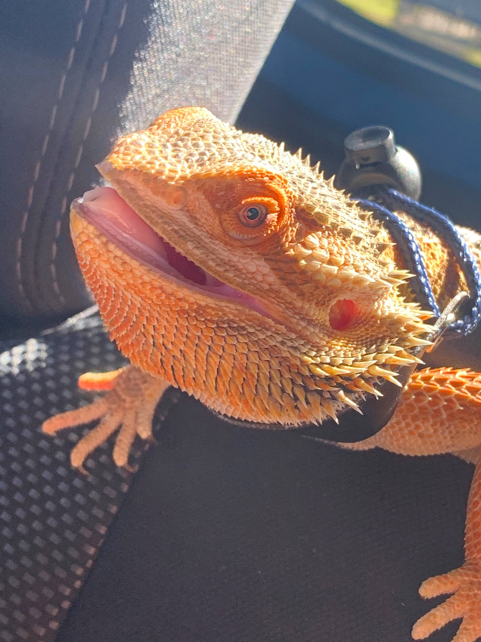 Dumpling is registered to the contest to win money with this photo: adaptation, agama, chameleon, dragon_lizard, gecko, iguana, iguania, lizard, organism, reptile, scaled_reptile