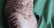 Dolma participe au concours pour gagner de l'argent avec cette photo : cat, feline, pet, sleeping, resting, green_blanket, cozy, indoor, fur, animal, cute, relaxed, tabby, domestic_cat, whiskers, paws, soft, nap, comfort, lying_down