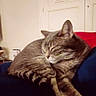 Dolma a rejoint le concours — aidez-le/la à gagner de superbes lots ! cat, tabby, sleeping, indoor, furniture, blue, relaxed, pet, animal, cozy, home, resting, fur, whiskers, paw, door, wall, picture_frame, quiet, comfortable