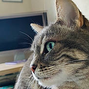 Dolma a rejoint le concours — aidez-le/la à gagner de superbes lots ! cat, tabby, indoor, pet, feline, close_up, green_eyes, whiskers, fur, animal, relaxed, domestic_cat, portrait, side_view, house, cozy, resting, living_room, soft_light, curious