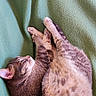 Dolma a rejoint le concours — aidez-le/la à gagner de superbes lots ! cat, tabby, sleeping, curled_up, feline, pet, cozy, blanket, green, fur, animal, resting, cute, domestic_cat, whiskers, paw, indoor, relaxation, soft, cute_pet