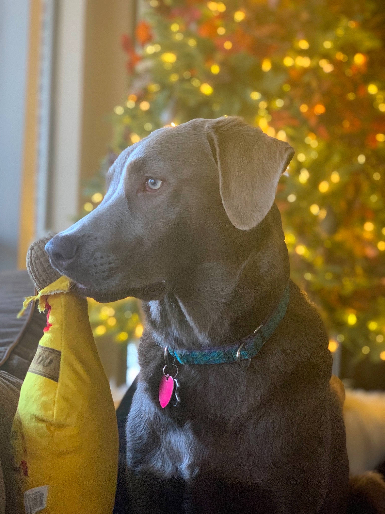 Waylon is registered to the contest to win money with this photo: blue_lacy, canidae, carnivore, collar, companion_dog, dog, dog_breed, dog_collar, dog_supply, gun_dog, labrador_retriever, leash, liver, mammal, pet_supply, retriever, snout, sporting_group, working_animal, working_dog