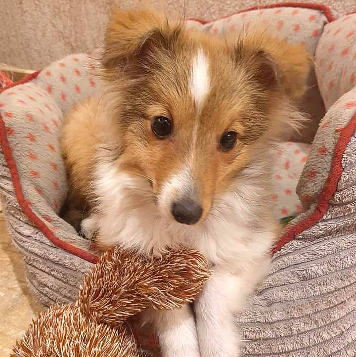 Mim'S a rejoint le concours — aidez-le/la à gagner de superbes lots ! canidae, canis, carnivore, companion_dog, dog, dog_breed, fawn, fur, german_spitz_klein, grass, herding_dog, puppy, snout, sporting_group, terrestrial_animal, toy_dog, volpino_italiano, whiskers, wildlife, working_animal