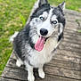 animal, blue_eyes, canine, cute, dog, fluffy, friendly, fur, greenery, happy, husky, nature, outdoor, pet, portrait, sitting, smiling, tongue, tongue_out, wooden_deck