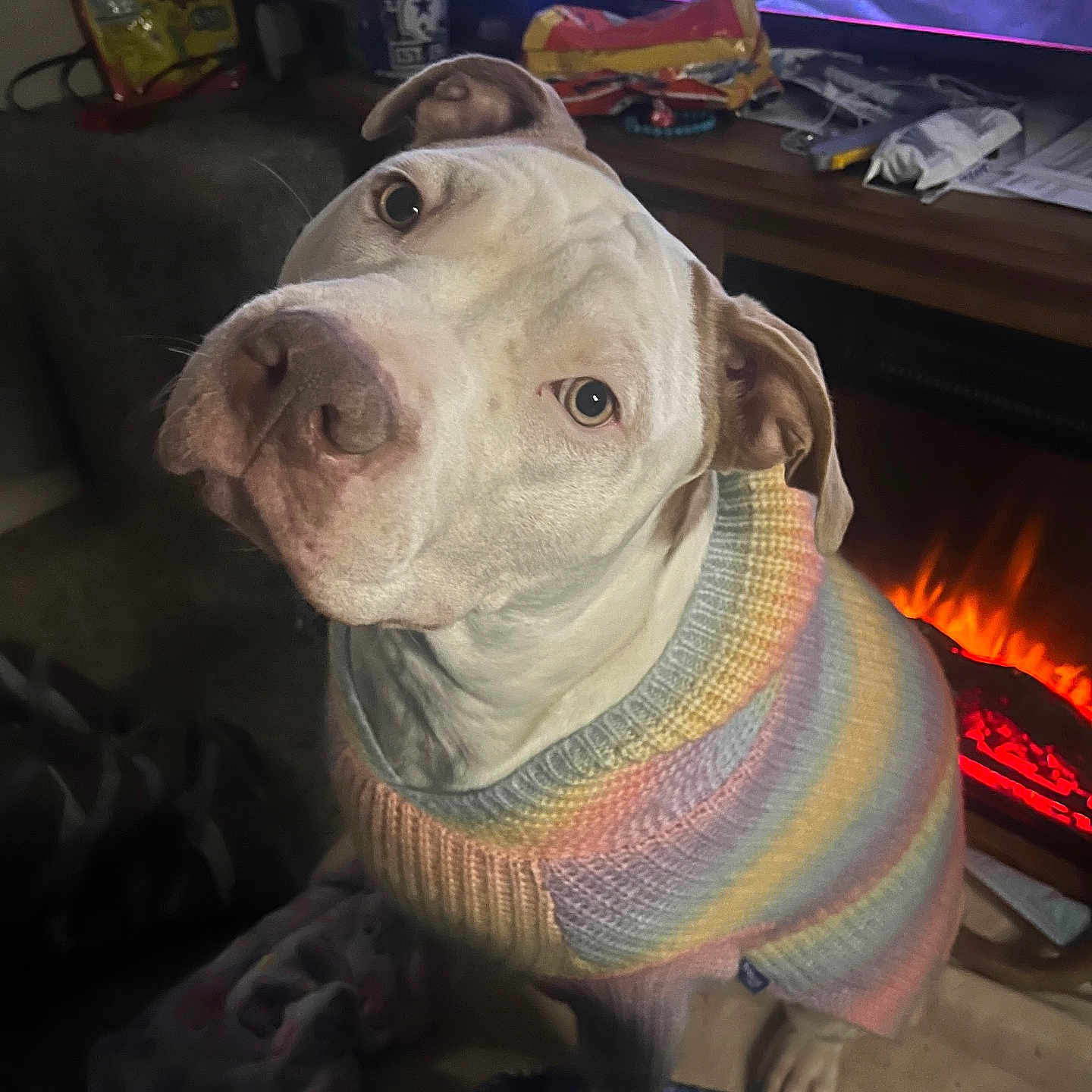 Coco is registered to the contest to win money with this photo: animal, architecture, blanket, bulldog, canine, cap, clothing, couch, dog, fireplace, furniture, hat, hound, indoors, knitwear, pet, pitbull, pointer, puppy, sweater