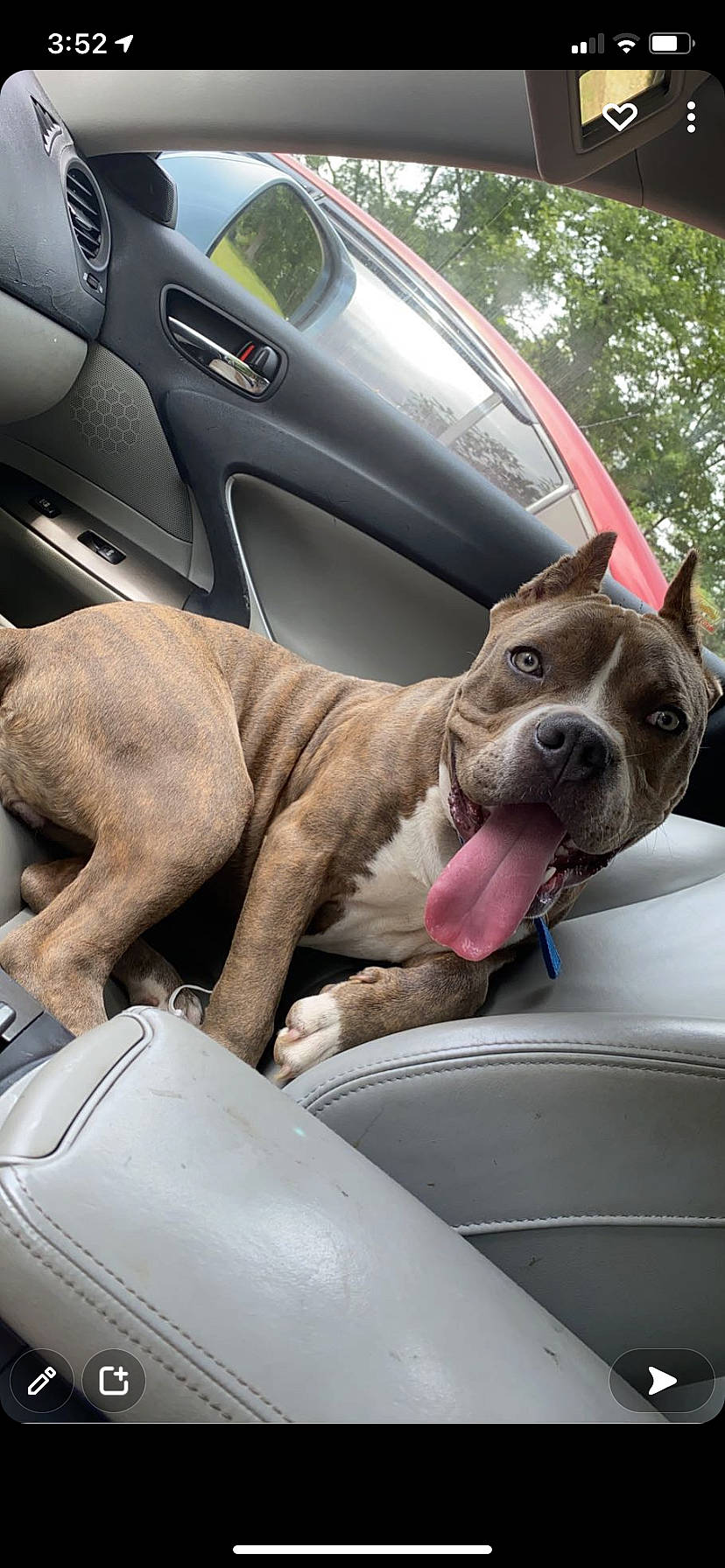 Cali joined the competition — help win amazing prizes! automotive_design, automotive_exterior, automotive_mirror, car, carnivore, collar, companion_dog, dog, dog_breed, dog_collar, fawn, hood, motor_vehicle, personal_luxury_car, snout, steering_wheel, tree, vehicle, vehicle_door, window