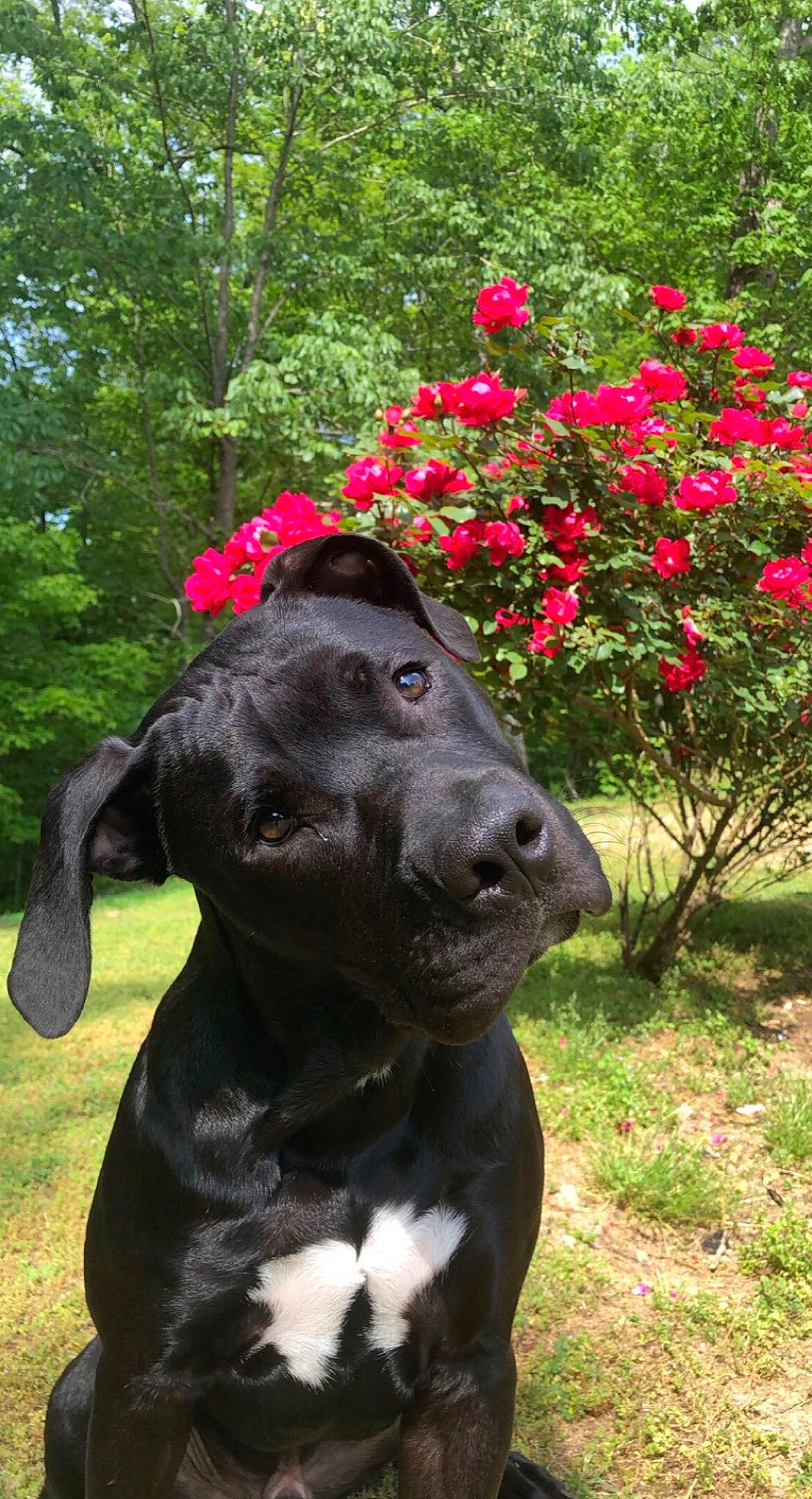 Ace is registered to the contest to win money with this photo: american_pit_bull_terrier, american_staffordshire_terrier, bandog, canidae, carnivore, dog, dog_breed, flower, great_dane, guard_dog, mammal, molosser, non_sporting_group, plant, puppy, rare_breed_dog, snout, sporting_group, staffordshire_bull_terrier, vertebrate