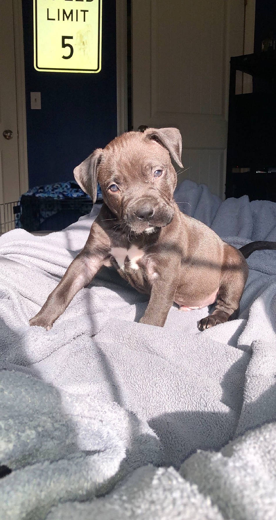 Ace is registered to the contest to win money with this photo: american_pit_bull_terrier, canidae, carnivore, dog, dog_breed, fawn, mammal, non_sporting_group, puppy, rare_breed_dog, sporting_group, vertebrate