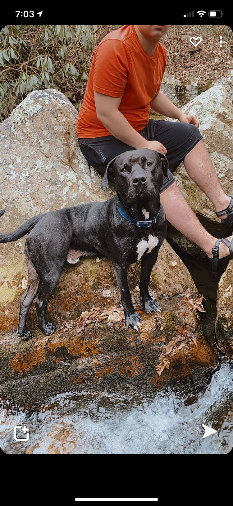 Ace joined the competition — help win amazing prizes! adventure, animal_sports, carnivore, companion_dog, dog, dog_breed, dog_hiking, fawn, hunting_dog, recreation, rock, soil, sporting_group, t_shirt, thigh, walking, water, working_animal, working_dog