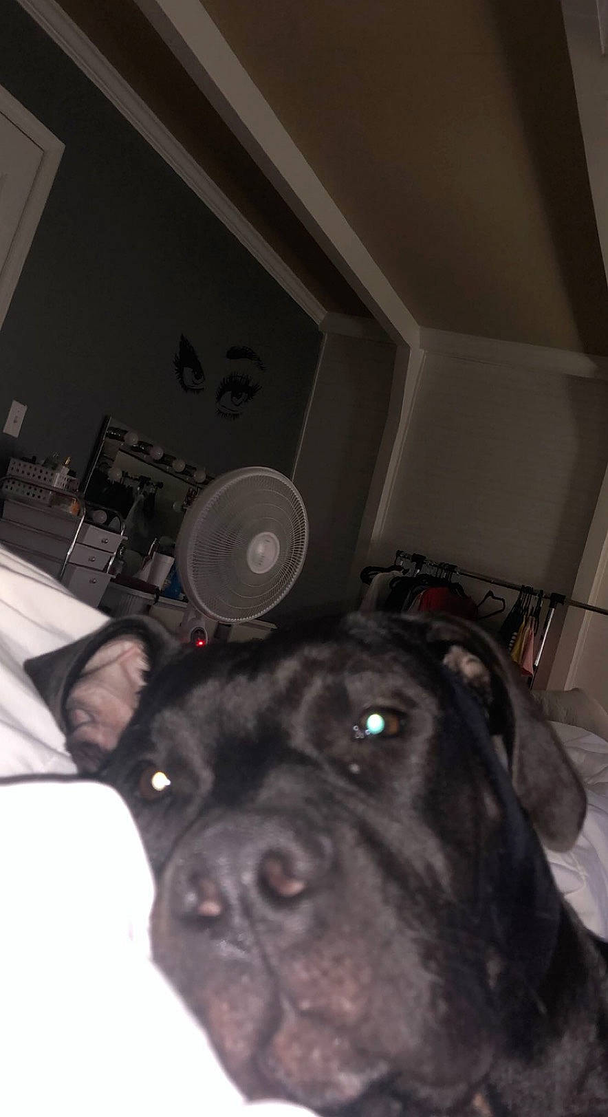 Ace joined the competition — help win amazing prizes! audio_equipment, borador, canidae, carnivore, companion_dog, dog, dog_breed, ear, fawn, fur, guard_dog, house, non_sporting_group, room, snout, sporting_group, tail, whiskers, working_animal, wrinkle