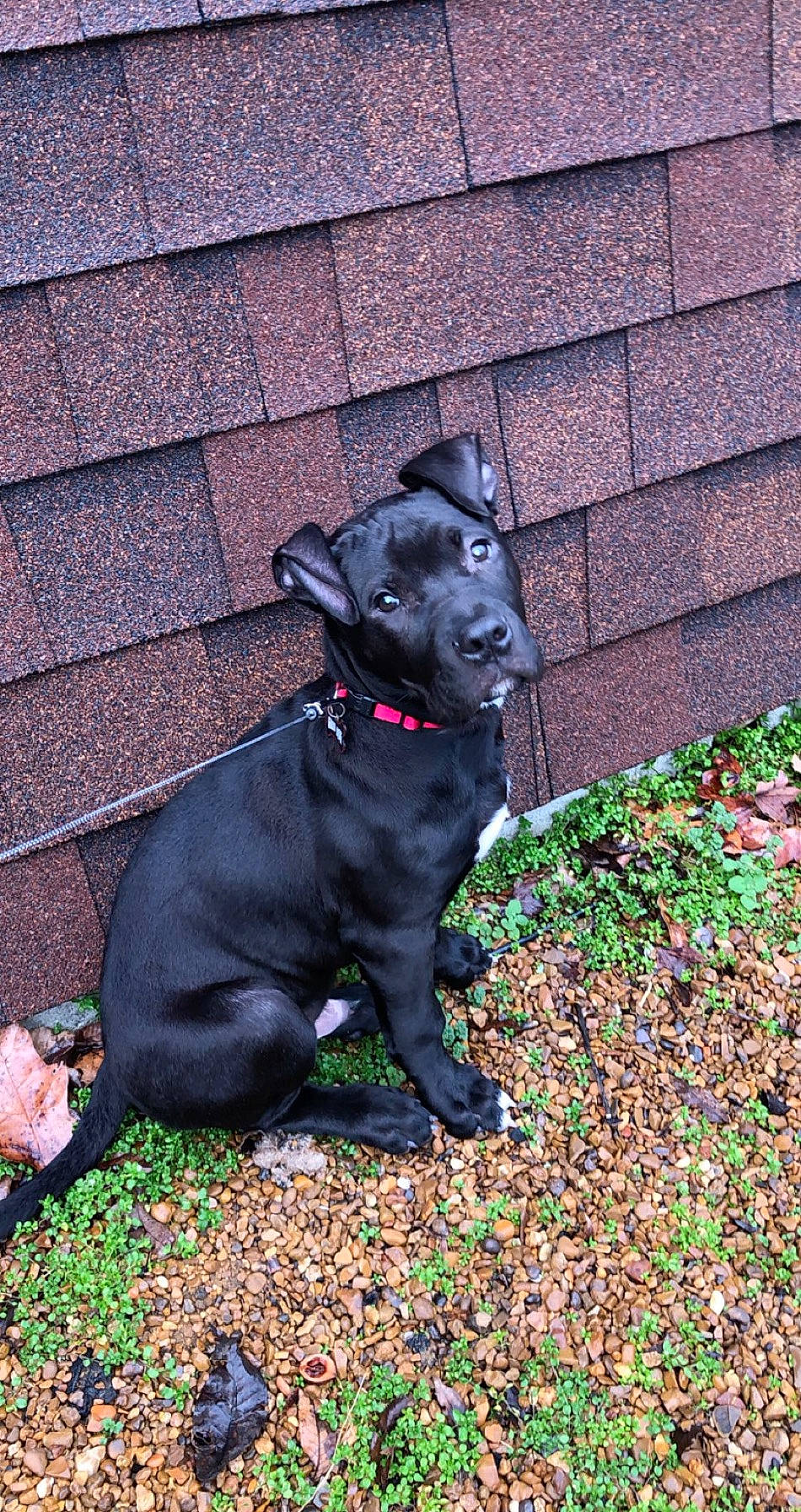 Ace joined the competition — help win amazing prizes! canidae, carnivore, dog, dog_breed, guard_dog, non_sporting_group, patterdale_terrier, snout, sporting_group