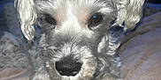 Sophie is registered to the contest to win money with this photo: dog, pet, close_up, gray_fur, white_fur, fluffy, animal, canine, bed, blanket, resting, indoors, soft_light, portrait, cute, fur, ears, nose, paw, cozy