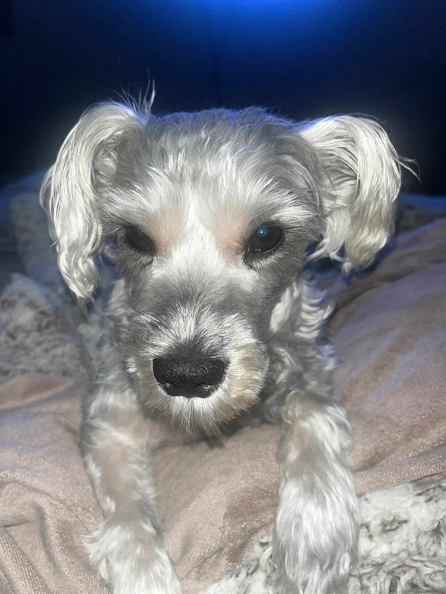 Sophie