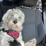 Sophie is registered to the contest to win money with this photo: dog, car_interior, seat, harness, red_and_black, sunlight, window, fur, pet, animal, leisure, travel, transportation, relaxing, domestic_animal, side_view, daylight, vehicle, leather, cushion