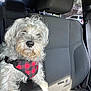 dog, car_interior, seat, harness, red_and_black, sunlight, window, fur, pet, animal, leisure, travel, transportation, relaxing, domestic_animal, side_view, daylight, vehicle, leather, cushion