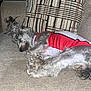 dog, sleeping, couch, red_jersey, beige, curly_fur, pet, indoor, cozy, relaxed, pillow, furniture, home, resting, animal, cute, small_dog, fur, domestic, comfort