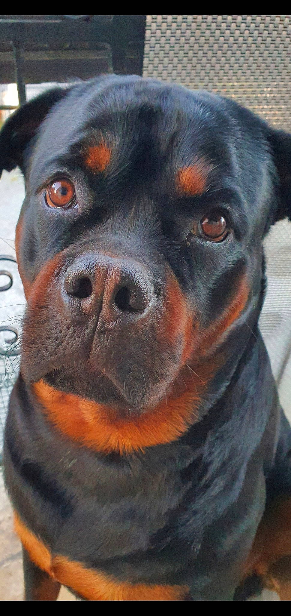 Sultan participe au concours pour gagner de l'argent avec cette photo : canidae, carnivore, collar, companion_dog, dog, dog_breed, dog_collar, fawn, fur, guard_dog, head, hunting_dog, liver, rottweiler, snout, sporting_group, terrestrial_animal, whiskers, working_animal, working_dog